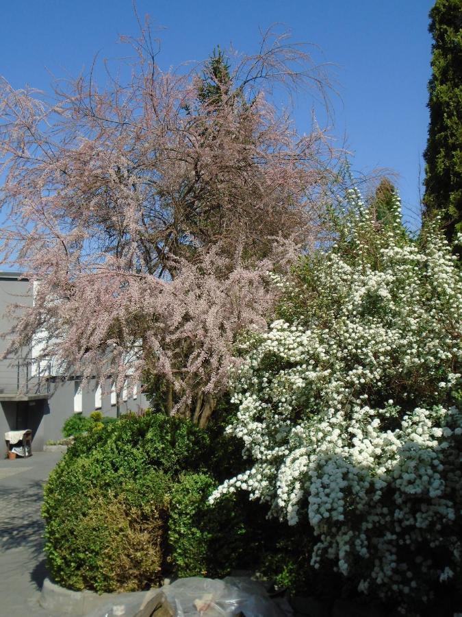 Villa Art Korab Γκλίβιτσε Εξωτερικό φωτογραφία